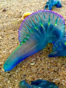 A bluebottle jellyfish, luckily I only saw small ones & nothing as colourful as this!